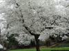 White tree