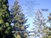tree-tops & sky_back cover